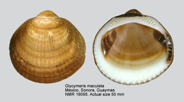 Glycymeris maculata.jpg - Glycymeris maculata(Broderip,1832)